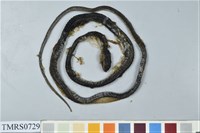 藏品(過山刀)的圖片